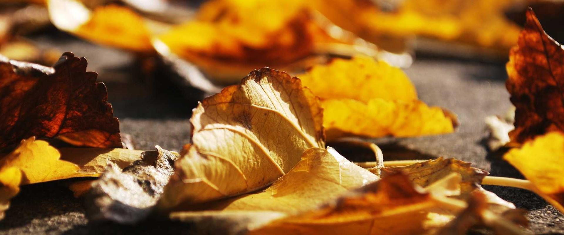 Carrera de Especialización en Enseñanza del Español como Lengua Segunda y Extranjera